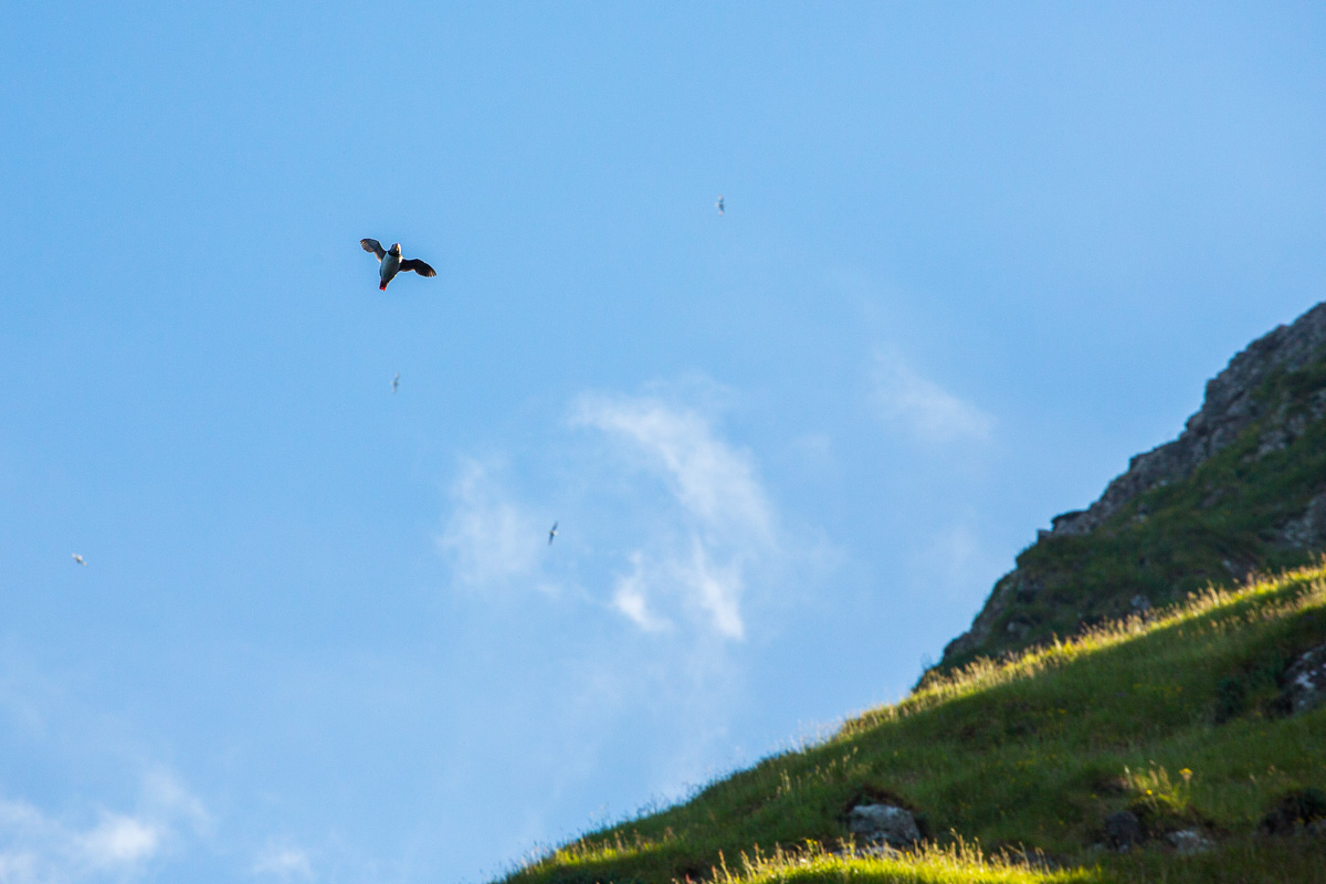 A puffin in flight Bird cliffs near Vestmanna, Faroe Islands - Blurbomat.com