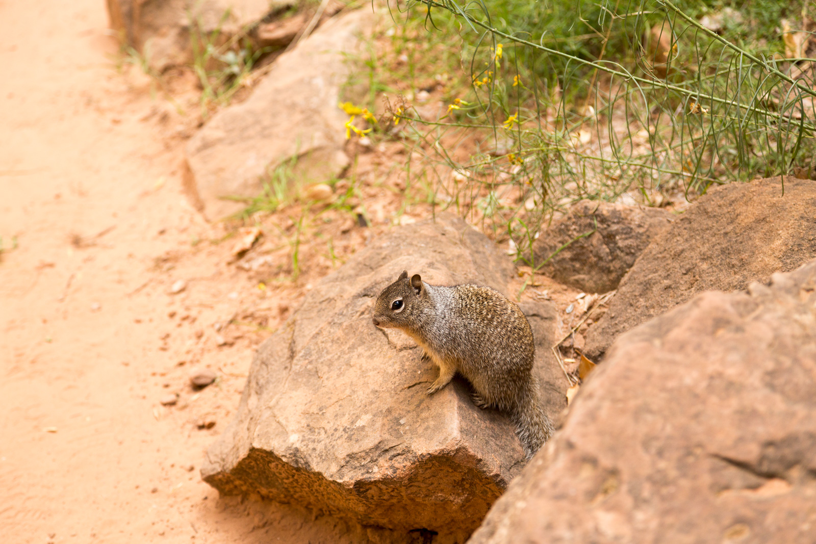Chipmunk in Zion National Park.