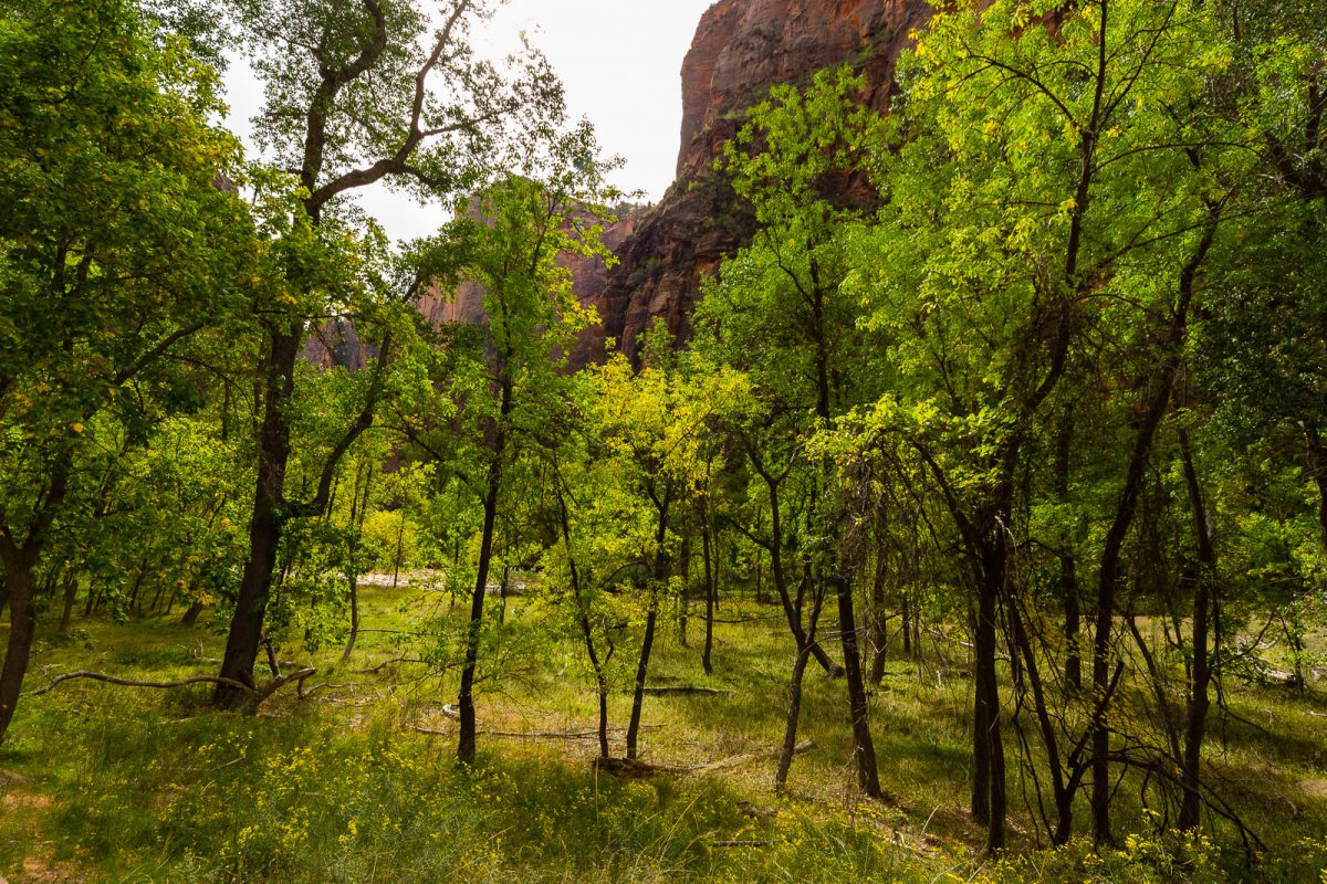 Riverbed Trees in Zion National Park by Jon Armstrong for Blurbomat.com