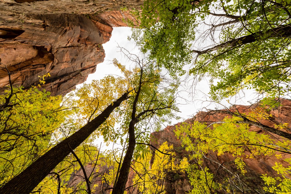 Looking up through autumnal trees in Zion National Park