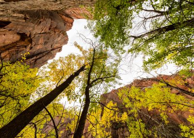 Looking up through autumnal trees in Zion National Park | Blurbomat.com