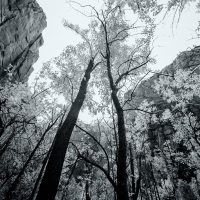 Looking Up in Zion National Park | Blurbomat.com