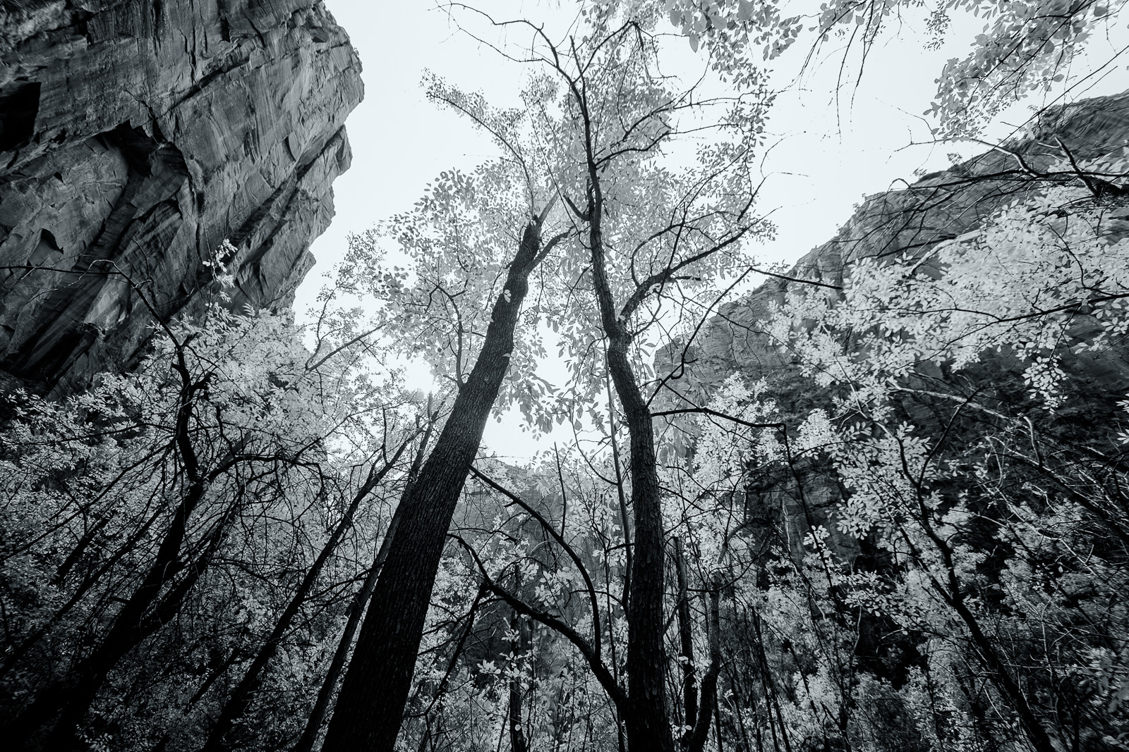 Zion National Park in Black and White