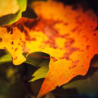 Macro: Autumn Leaf | Blurbomat.com