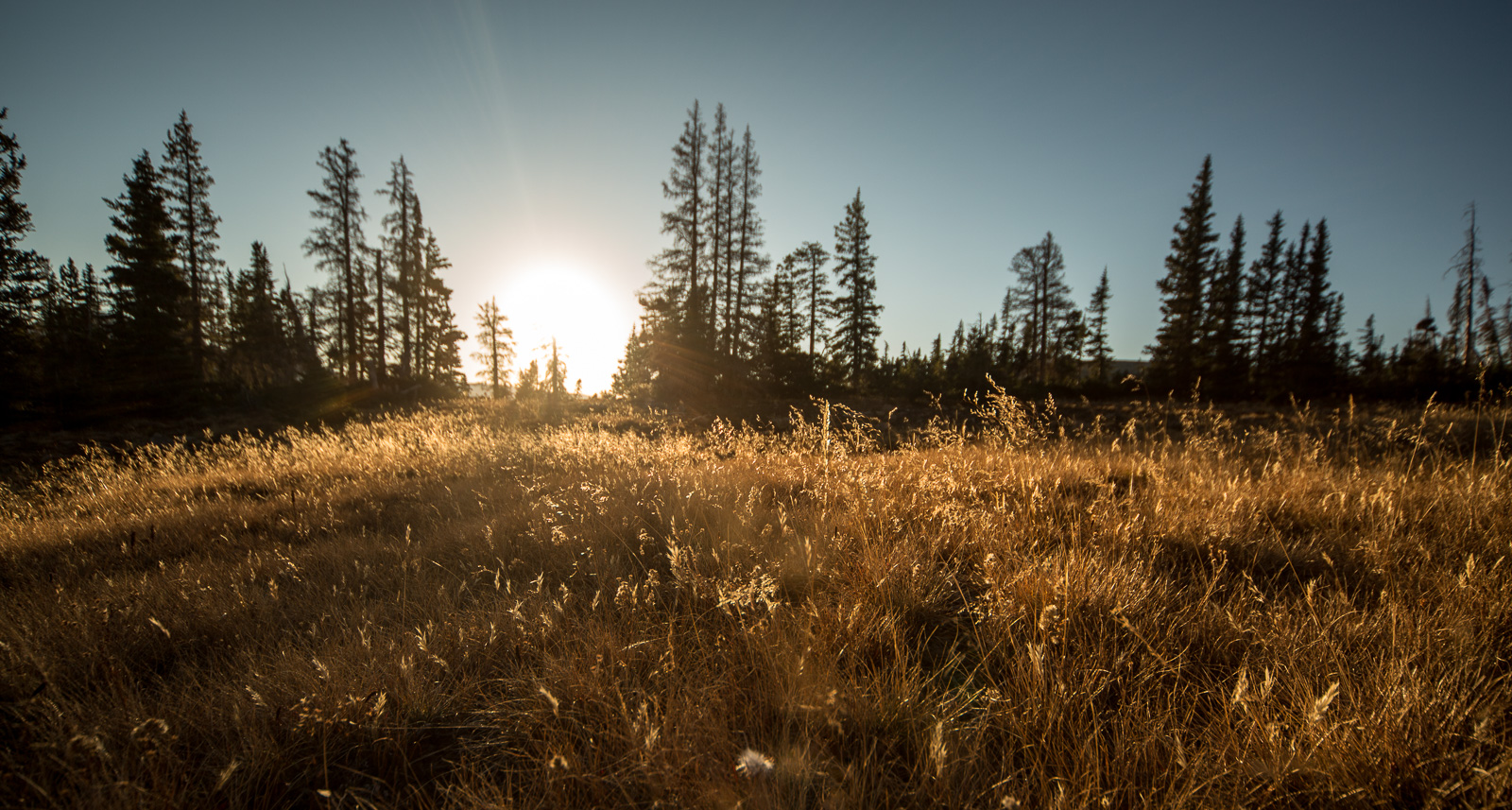 Sun hits the dying grass on Bald Mountain Pass, just off Highway 150, Uintah National Forest, Utah. September, 2015.