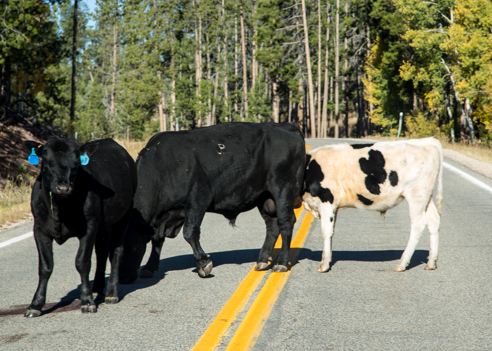 Cows block the highway on Utah Route 150, Mirror Lake Scenic Highway. September, 2015.